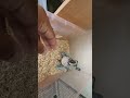 #blueandgoldmacaws babies at handrearing #uk #london