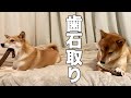 鹿の角でデンタルケアをする柴犬。