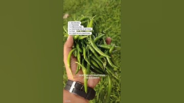 G4 Green Chilli Export From India | Sharpan International | Sanjay Kamble Dhangar