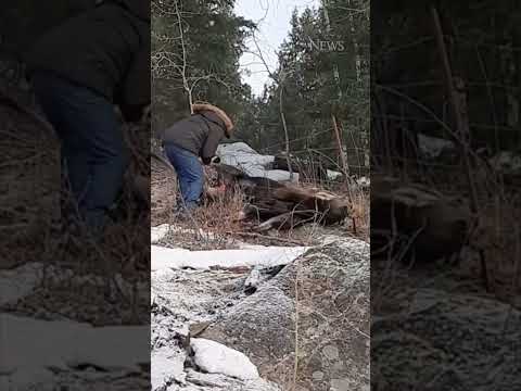Couple saves moose from wire fence