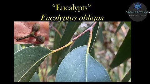 Eucalyptus ID - Eucalyptus obliqua (Messmate)