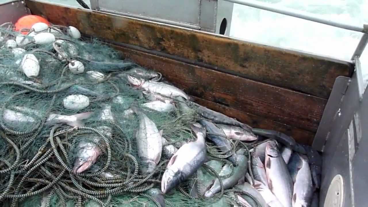 Bristol Bay 2012 Salmon Season, Fish on Deck [HD] - YouTube