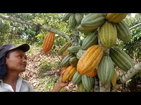 Video: Pohon Coklat