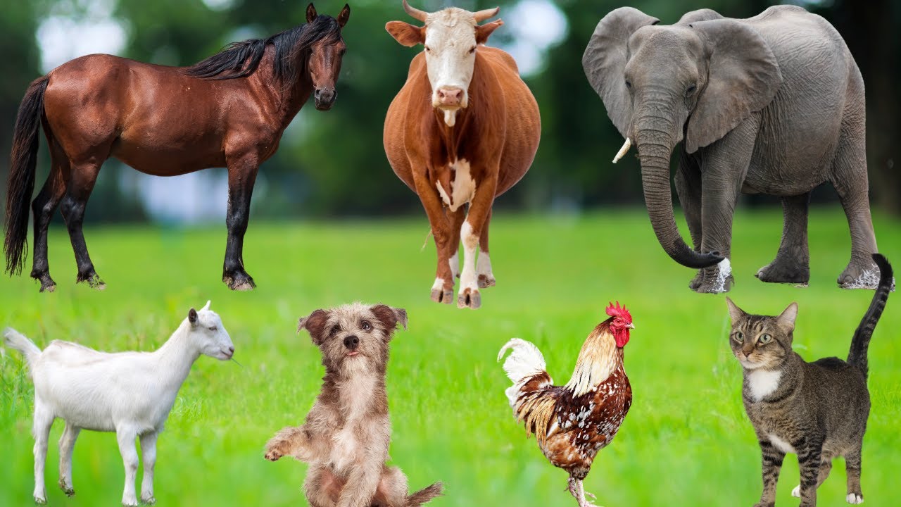 Animal Sounds Compilation: Sheep, Cat, Dog, Duck, Elephant, Horse ...