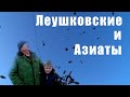 Леушковские и азиаты - голуби Шевченко Сергея