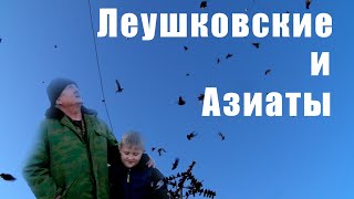 Леушковские и азиаты - голуби Шевченко Сергея