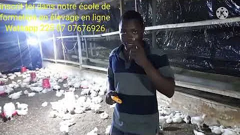 Quel est le poids d'un poulet ?