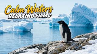 Where the Ice Meets the Sea | Penguins, Icebergs and Puffins | Relaxation Film screenshot 5