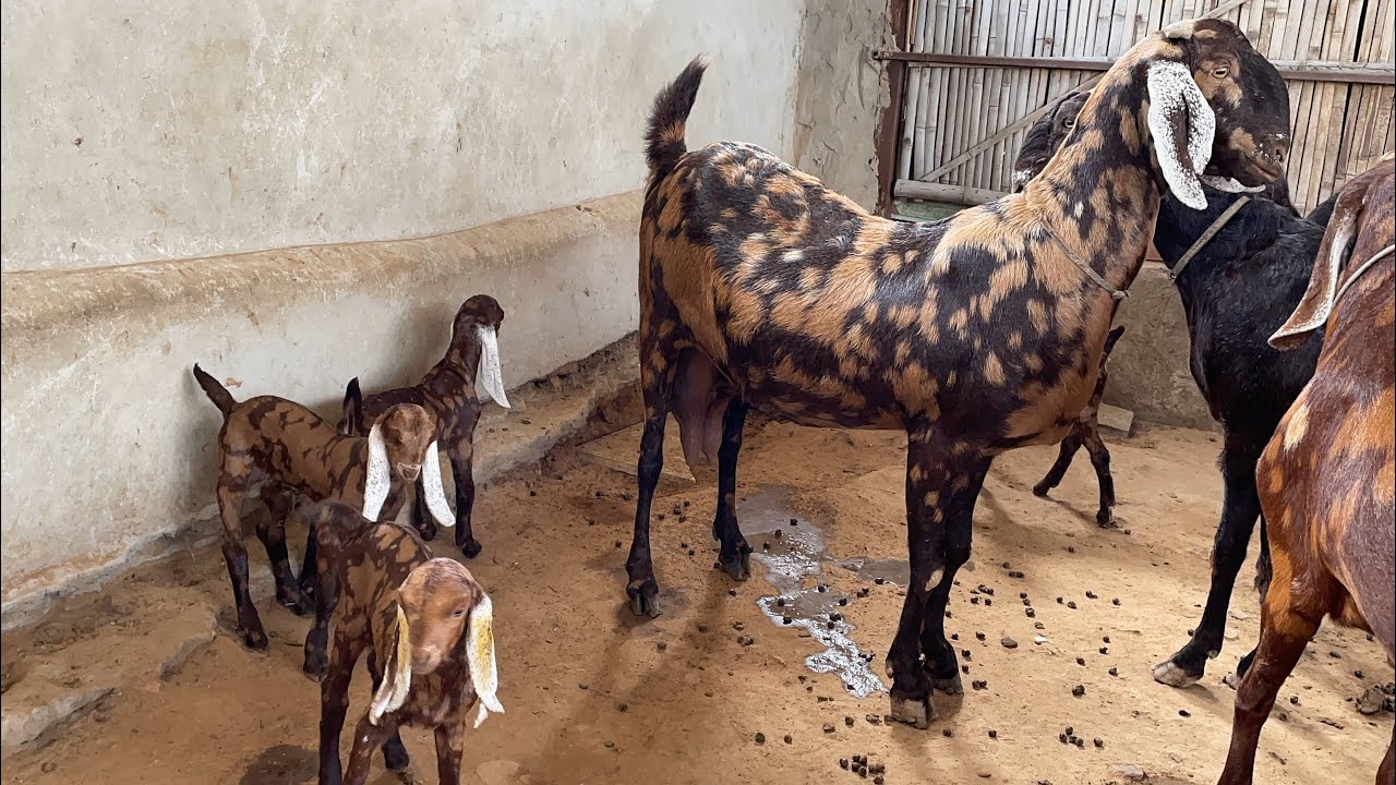 8 से 12 महीने की पट्टे (फीमेल )राजस्थान गोट फ़ार्म अजमेर (जय तोशिक) 9783341533 