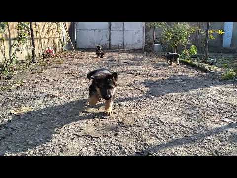 German Shepherd with restless children-გერმანული ნაგაზი მოუსვენარ შვილებთან ერთად