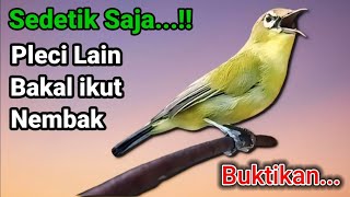 SUARA PLECI gacor ngalas || Sekali PANCING pleci dakun bakal ikut NGALAS NEMBAK & GACOR