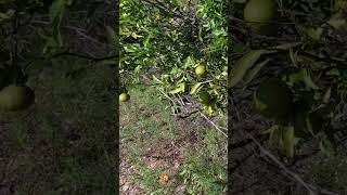 Мандарины Испании