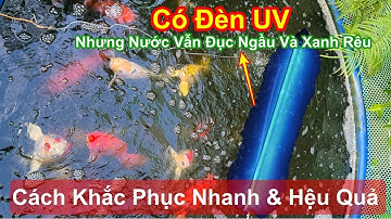 Cách Khắc Phục Xử Lý Nước Hồ Cá Koi Bị Vàng Đục Và Xanh Rêu Tảo Nhanh & Hiệu Quả #hocakoi #vicakoi