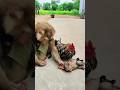 Lovely Animals Are Famous Best SokYaa And SokHaa Very Smart And Amazing Video Shorts Lovely Animals Are Famous Best SokYaa And SokHaa Very Smart And Amazing Video Shorts