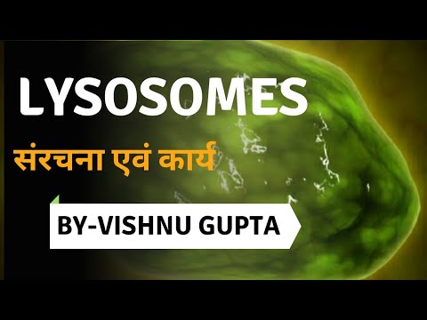 लाइसोसोम ; संरचना और कार्य.... Lysosomes : structure & function - YouTube