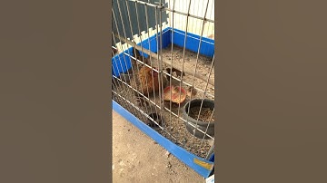 Gà rừng rặc và f1 máu cao