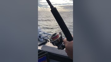 Snapper in the shallows