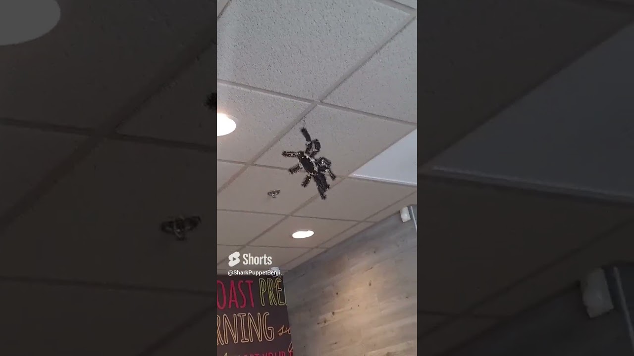 Shark Puppet Benji saw Spider 🕸 