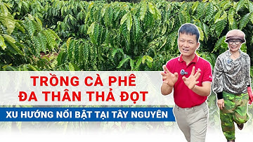 Cà phê đa thân thả đọt - Xu hướng tại Tây Nguyên | Khang Thịnh - Netafim