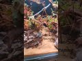 Forest Style Planted Aquarium #bucephalandra #aquascape