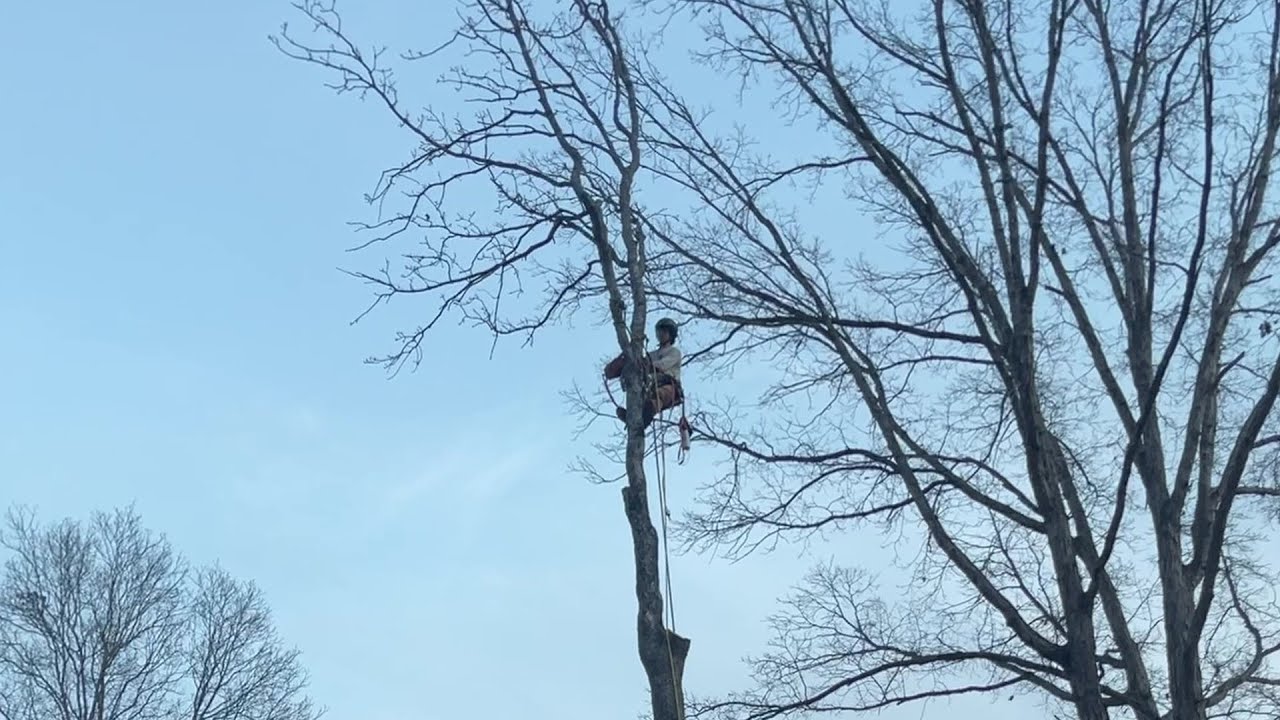 Post Oak Removal Rigging FAILS | Dangerous Tree Work Mistakes