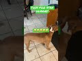 MASTER OF ALL BULLDOGS LIVE 200 YEARS IN THE PAST