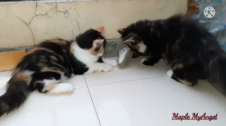 Video 524211: persian cat calico kitten, cute calico persian kitten, calico persian kitten playing, golden persian cat kitten, persian cat kitten love, cat playing mouse