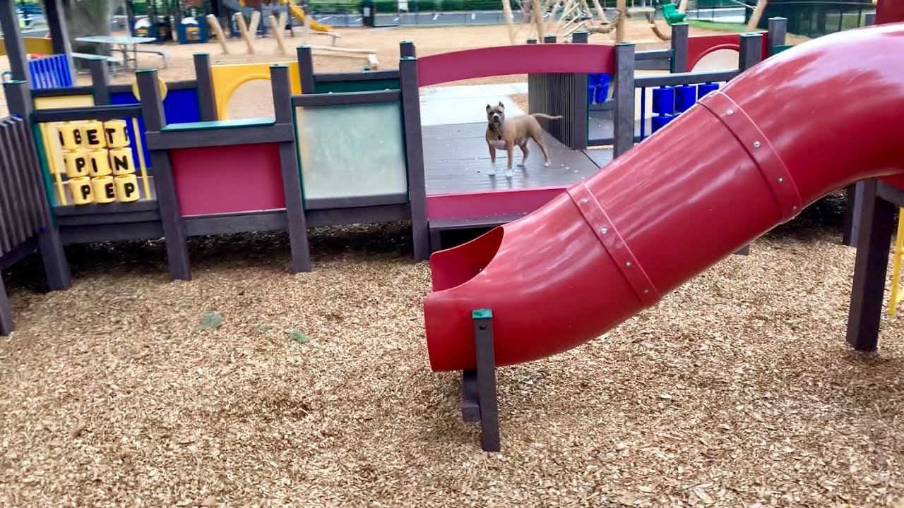 Pitbull Running Through Playground! YouTube
