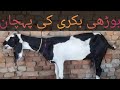 بوڑھی بکری کی پہچان Difrence Between Old And Young Goat Animal Lovers Ryk