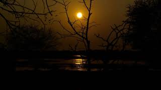 live wallpaper free ,Sunset, trees, water,Birds,dark, Hd 4k screenshot 1