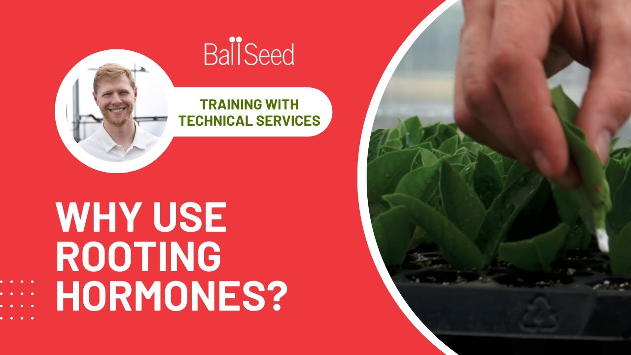 Why Use Rooting Hormones? - Greenhouse Training with Ball Seed Technical Services
