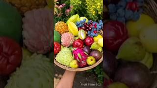 Buah Segar Yang Dipetik Langsung Dari Pohonnya