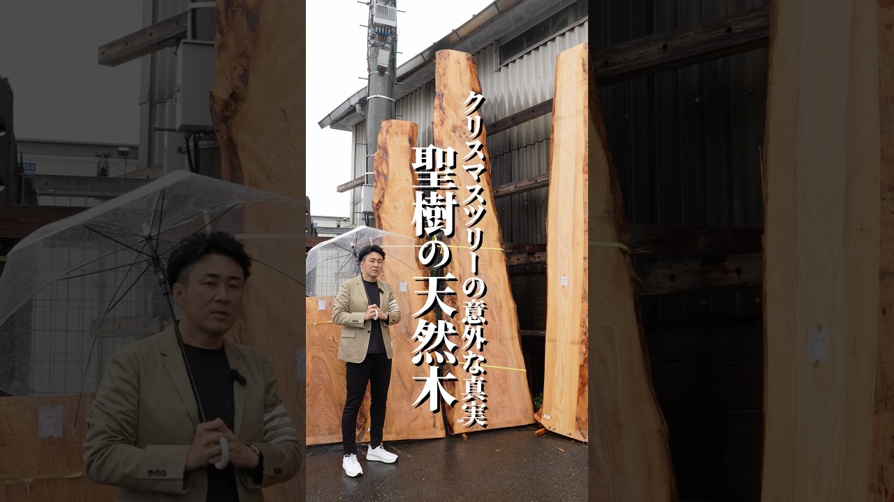 希望の象徴！幸運木【森からやって来た天然野生のもみの木さん＊樅の木】今年3年生！ The Surprising Truth About Christmas Trees: The Real Sacred Tree