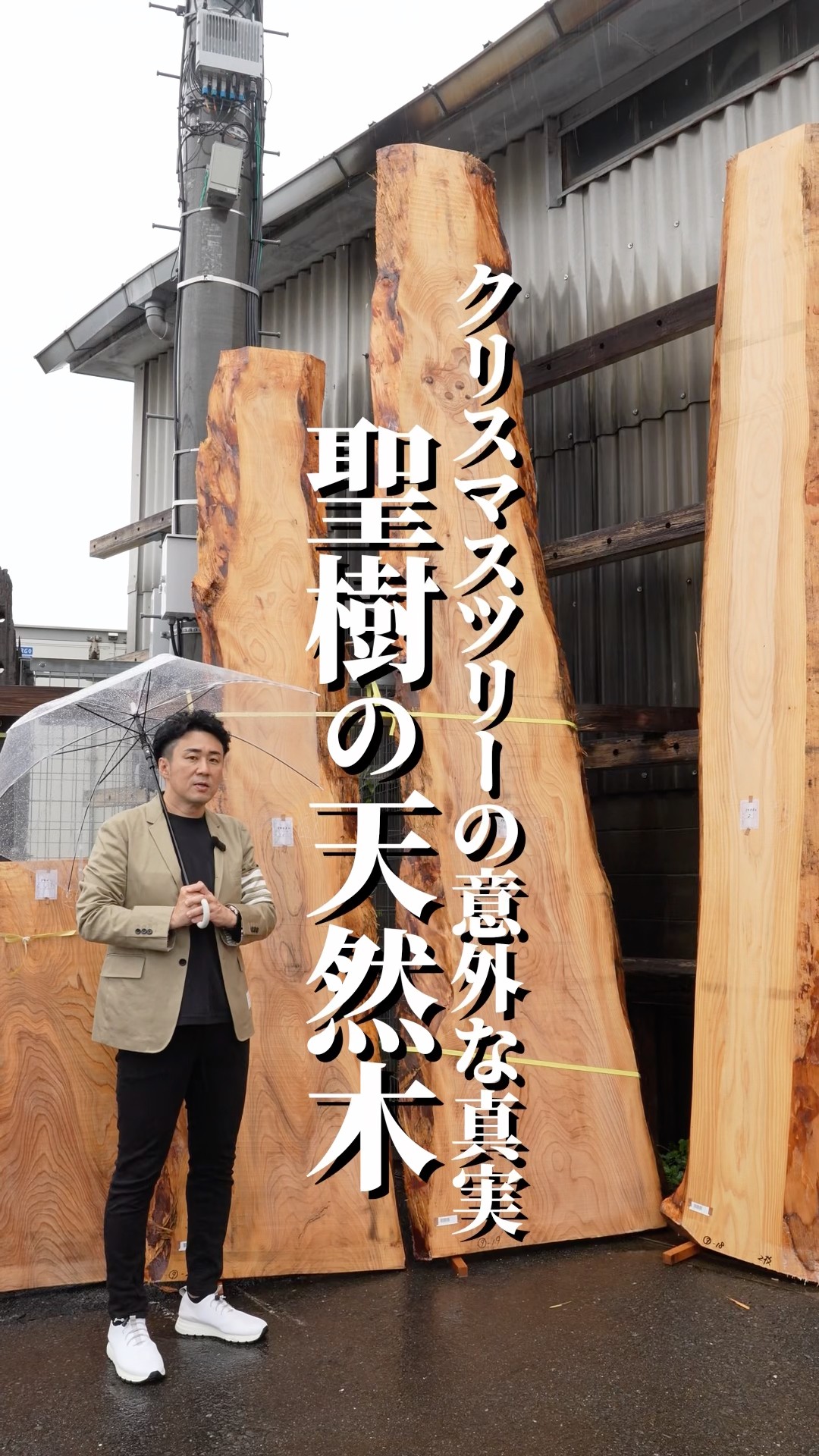 希望の象徴！幸運木【森からやって来た天然野生のもみの木さん＊樅の木】今年3年生！ The Surprising Truth About Christmas Trees: The Real Sacred Tree