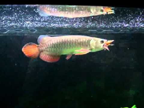  RTG Arowana  eat cockroach YouTube