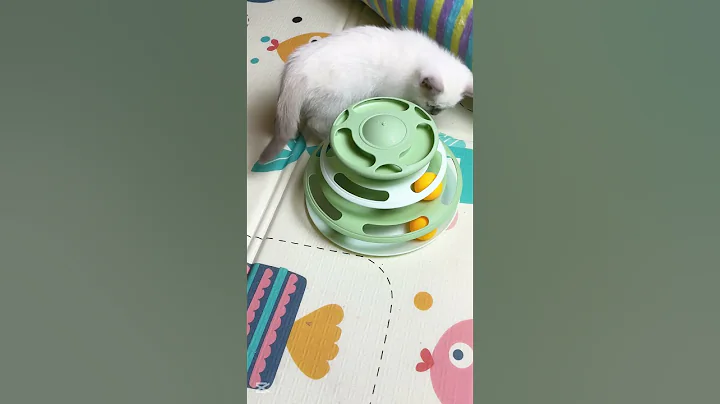 Video 8229781: meow white cat kittens, funny cats kittens meowing, cats kittens meowing cute, cat's meow toy, cat kitten walk