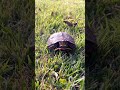Rawr❤️#viral #turtle #funny #fyp