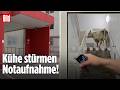 Alarm in Wolfhagen: Kühe in der Notaufnahme!
