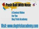 Push Ball With Nose - Dog Trick Academy