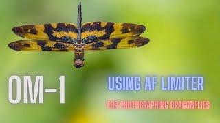 OM1 | Photographing Dragonflies using the AF Limiter.