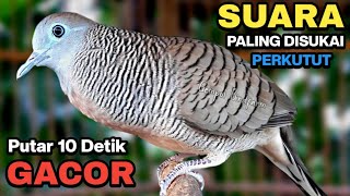 Perkutut Lokal Gacor Suara Paling Ampuh Untuk Pancingan Burung Perkutut Agar Bunyi