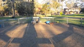 Nimble with Jimmy. 2nd afternoon. by Australian Working Dog Rescue 458 views 10 years ago 1 minute, 47 seconds