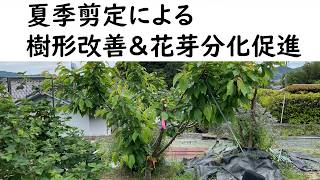 Promoting Flower Bud Differentiation and Improving Tree Shape
