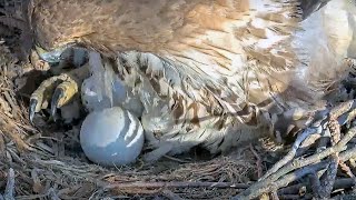 Hatching InProgress During CornellHawks Nest Switchover | April 25, 2024