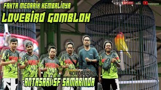 Fakta Menarik Lovebird GOMBLOH Milik H Helmi Samarinda bersama Pasangan Barunya