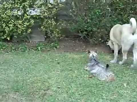 yorkie vs cat with cat terrier with cat funnydog tv yorkie vs cat with cat terrier with cat funnydog tv