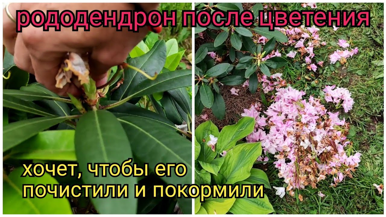 Рододендрон после цветения. Обрезка рододендрона после цветения. Подрезка рододендронов вечнозеленых. Чем подкормить рододендрон после цветения в июне. Рододендрон после цветения. Обрезка рододендрона после цветения. Подрезка рододендронов вечнозеленых.
