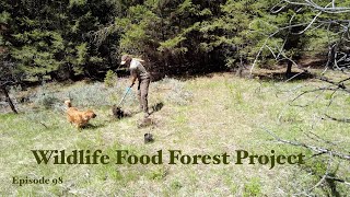 Started Planting a Food Forest for the Wildlife