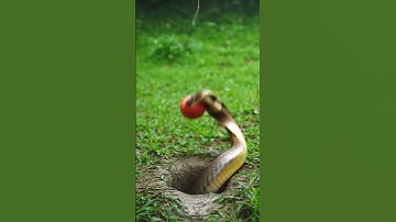 Snake vs Apple #snake #apple #snakebite #snakebites #snakeattack #snakebitetreatment