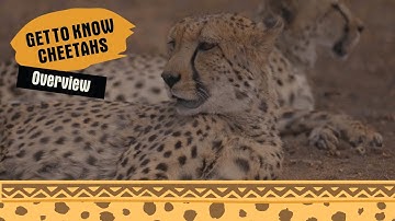 About The Cheetah - Cheetah Conservation Fund